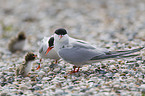 common terns