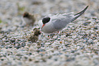 common terns