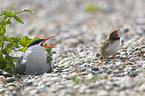 common terns