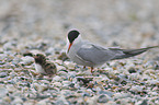 common terns