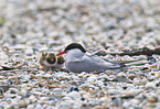 common terns