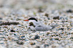 common terns