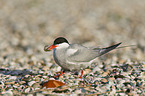 common tern