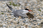 common terns