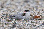 common terns