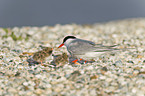 common terns