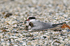 common terns