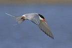 common tern