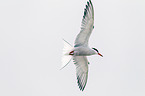 common tern