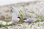 common terns