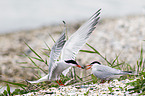 common terns