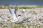 common tern