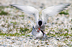 common terns