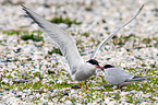 common terns