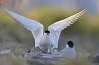 common tern