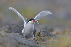 common tern