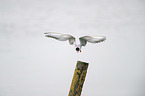 flying Common Tern