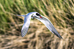 common tern