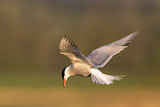 common tern