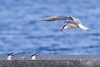 common tern