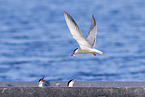common tern