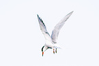 common tern