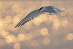 common tern