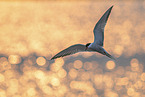 common tern