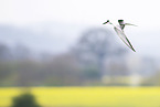 common tern