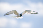 common tern