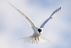 common tern