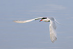 common tern