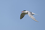 common tern