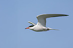 common tern