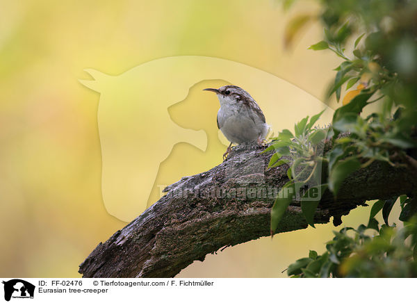 Waldbaumlufer / Eurasian tree-creeper / FF-02476