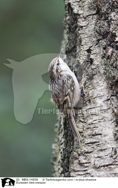 Waldbaumlufer / Eurasian tree-creeper / MBS-14656