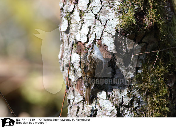 Eurasian tree-creeper / FF-11330