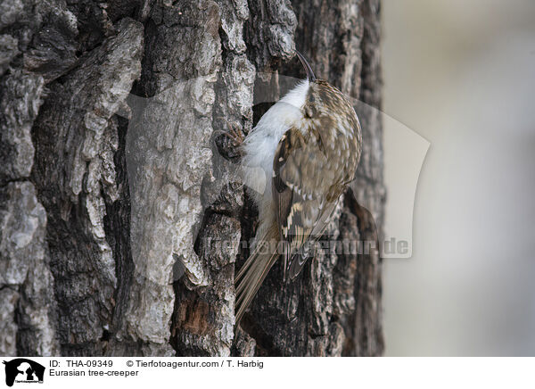 Eurasian tree-creeper / THA-09349