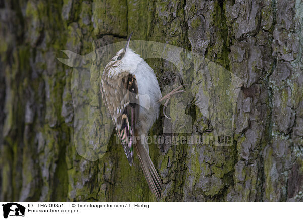 Waldbaumlufer / Eurasian tree-creeper / THA-09351