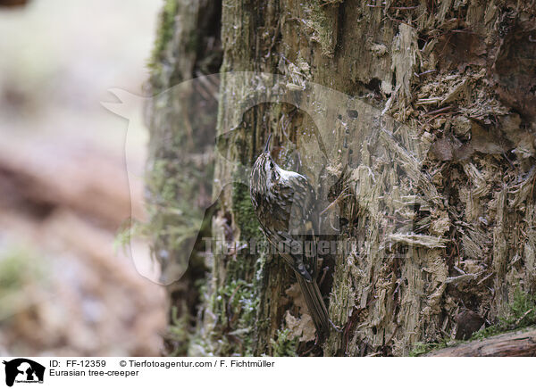 Waldbaumlufer / Eurasian tree-creeper / FF-12359