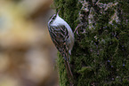 Eurasian tree-creeper