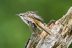 Eurasian treecreeper