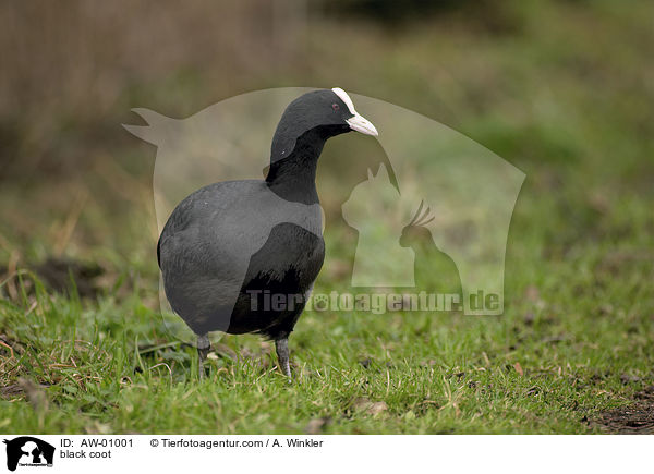 Blssralle / black coot / AW-01001