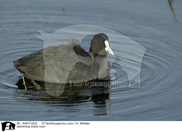 schwimmende Blssralle / swimming black coot / AW-01002