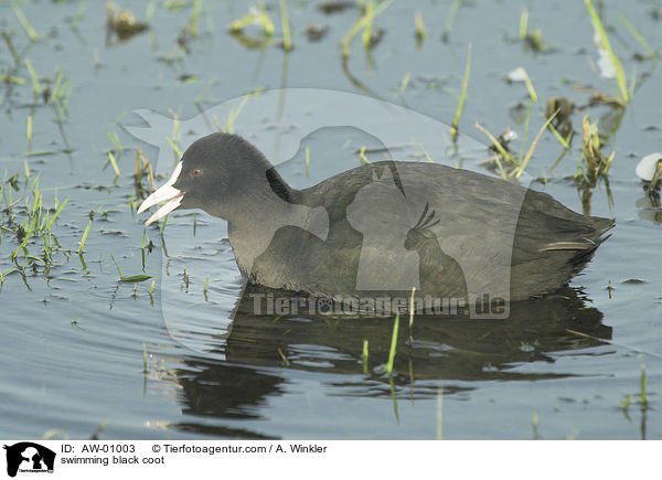 schwimmende Blssralle / swimming black coot / AW-01003