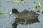 swimming black coot