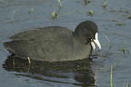 swimming black coot