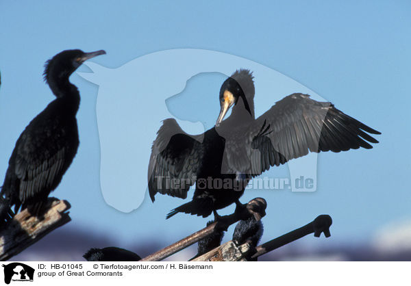 Gruppe Kormorane / group of Great Cormorants / HB-01045