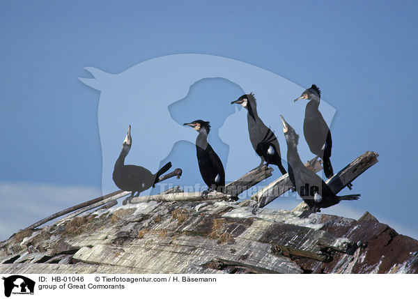 Gruppe Kormorane / group of Great Cormorants / HB-01046