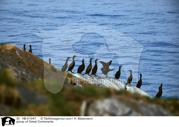 Gruppe Kormorane / group of Great Cormorants / HB-01047